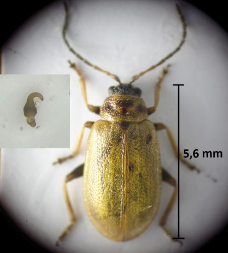 Lochmaea capreae